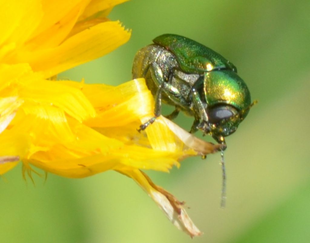 Chrysomelidae: Cryptocephalus samniticus.